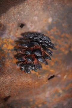 After a fire Stock Photos