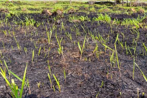 After the fire, vegetation is restored creating a favorable environment for t Stock Photos