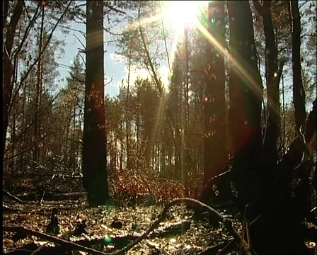 After a fire in the woods Stockbeeldmateriaal 1012632