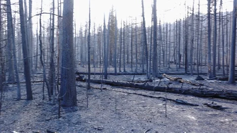 After fires in Yellowstone Park. 库存影片 90437859