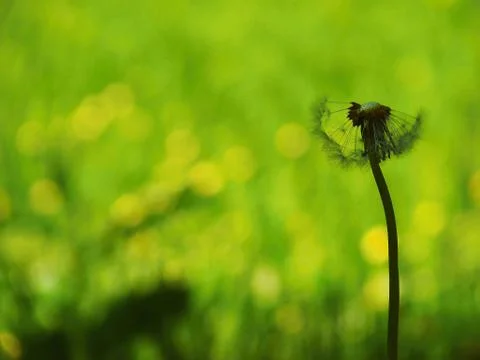 After flowering dandelion Stock Photos