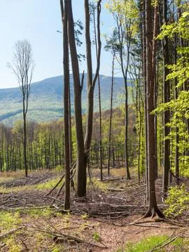 After forest felling Stock Photos