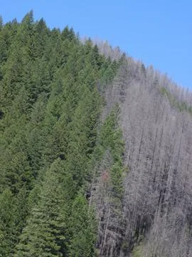 After the Forest Fire at Blue River Stock Photos