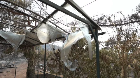 After forest fire, flames out, charcoal lands, fg01 動画素材 256235223