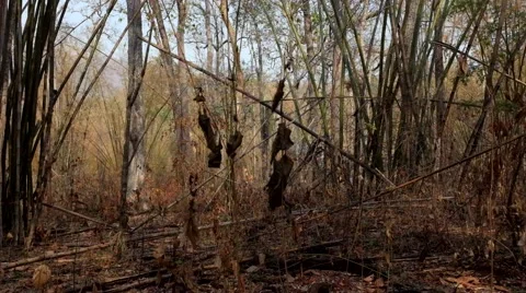 After a forest fire Stock Footage 48158863