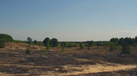 After forest fire Stock Footage 68535846