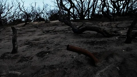 After the forest fire Stock Footage 94255008