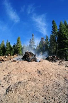 After forest fire Stock Photos