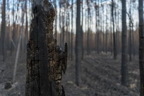 After a forest fire Stock Photos