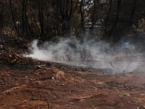 After forest fire Stock Photos