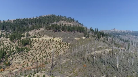 After a forest fire, privately owned forest next to government run forest Stock Footage 126723141