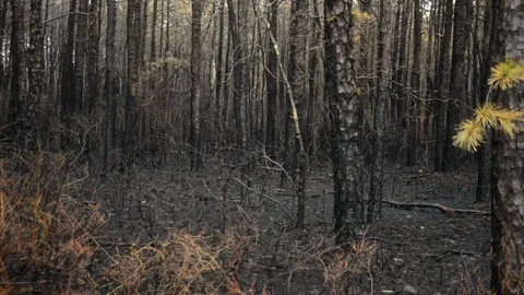 After a forrest fire, burnt trees and shrubs can be seen through the woods Stock Footage 94582389