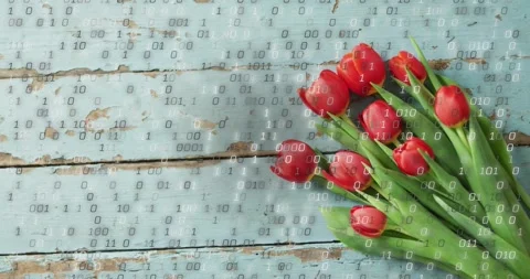 After frame binary digits appearing and falling over red tulip bouquet, forming Stock Footage 317835549