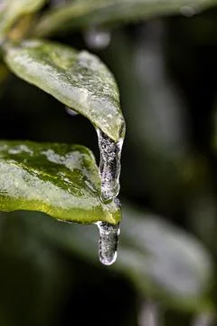 After the freezing rain Stock Photos