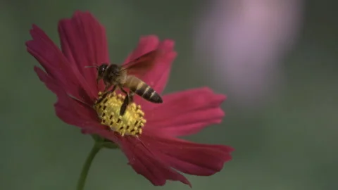 After gathering nectar from a flower, a bee takes flight. Stock Footage 265495357