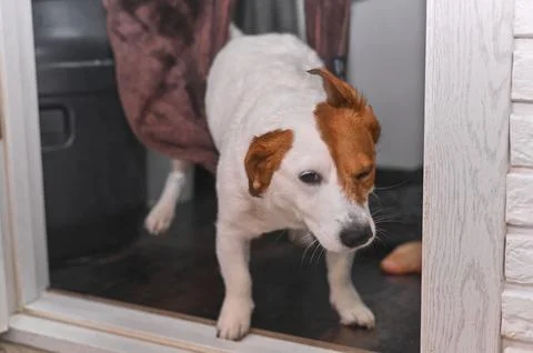 After getting out of the bath, the Jack Russell Terrier wipes himself with .. Stock Photos
