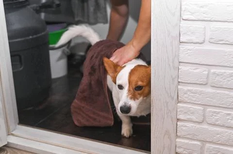 After getting out of the bath, the Jack Russell Terrier wipes himself with .. Stock Photos