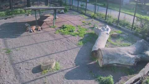 After a hard day, the tiger rests on the lawn Stock Footage 154735686