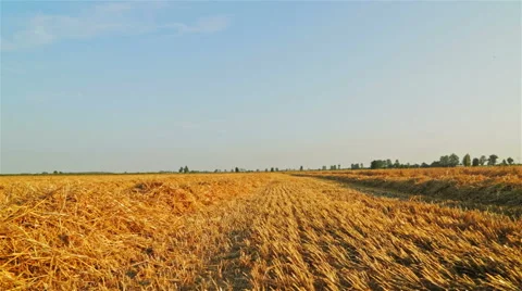 After harvest Stock Footage 55583063