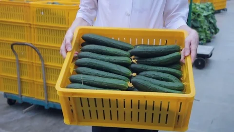 After harvesting cucumbers, the worker loads them into containers. Stock Footage 77549998