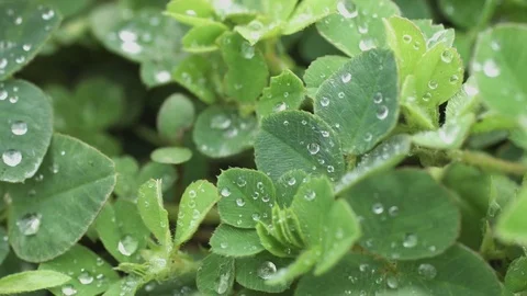 After a heavy rain spring rain drops on the leaves Stock Footage 76003557