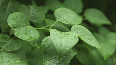 After a heavy rain spring rain drops on the leaves Video stock 76005234
