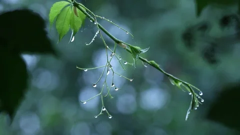 After a heavy rain spring rain drops on the leaves are beautiful, clear as a Stock Footage 88330260