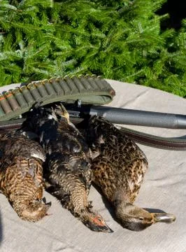 After hunting Stock Photos