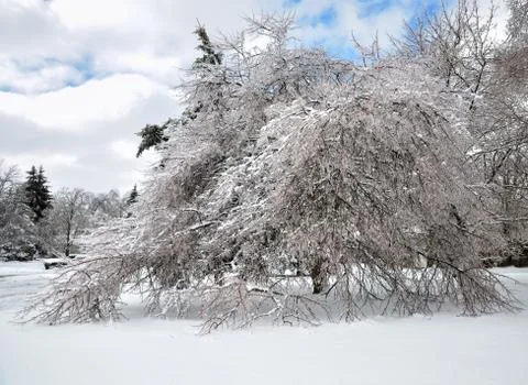 After ice storm Stock Photos