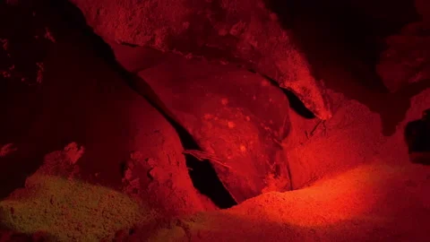 After laying the eggs, The leatherback sea turtle covers the hole with the eggs. Stock Footage 288483098