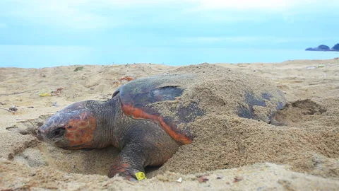 After Laying Eggs, the Sea Turtle Covers Them with Sand Видео 330445653