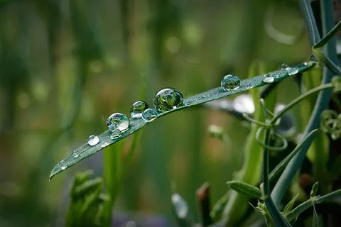 After a light rain beautiful raindrops can be found on the leaves of the plan Stock Photos