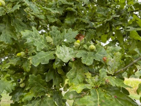 After the long rain, the oak trees look very green and content Stock Photos