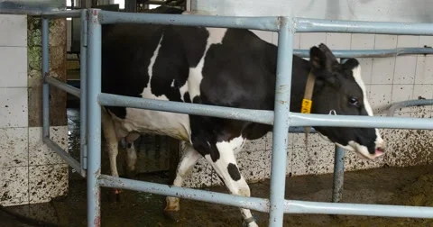 After milking the cows down the corridor back in his section. Dairy farm cows. Stock Footage 64383353