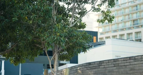 After pause tree is holding frame, commuters are walking on sidewalk to work Stock Footage 340070083