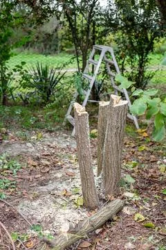 After pruning an acacia tree, the cut tree trunk, the remains of branches and a Fotos de archivo