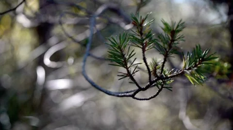 After the rain 4. Stock Footage 901684