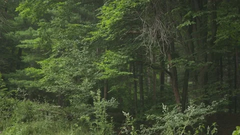 After the rain in dark green forest Stock Footage 203949893