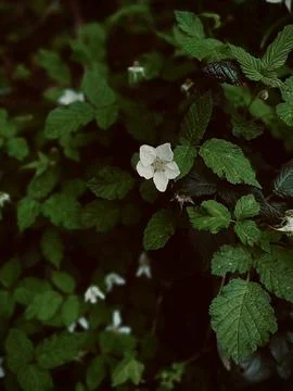 After rain effect with flowers Stock Photos