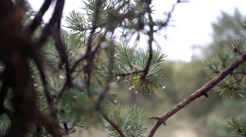 After the rain. Stock Footage 886916