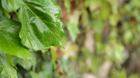 After Rain Stock Footage 10728329