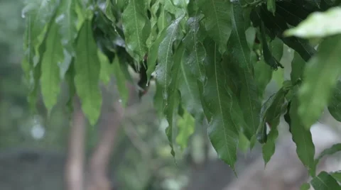 After the rain Video stock 61320709