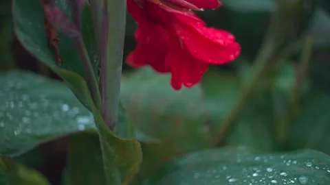 After the rain Stock Footage 150338022