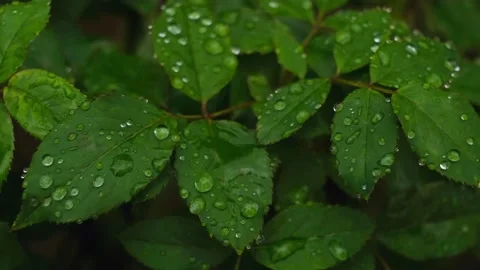 After the rain Stock Footage 160777882