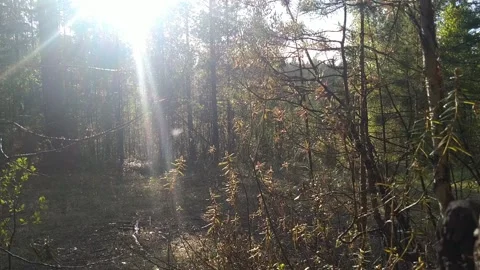 After the rain in the forest Stock Footage 202168995