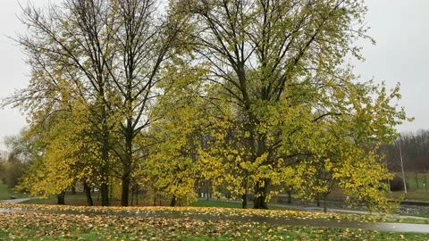 After rain Large trees with yellow foliage Green grass dotted with fallen leaves Stock Footage 232775411