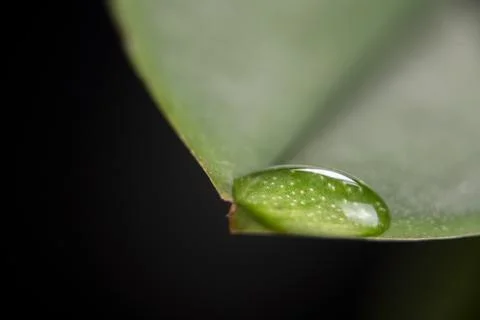 After the rain macro leaf with rain drop Stock Photos