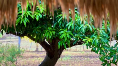 After the rain with Mango tree background. 스톡 동영상 244274211