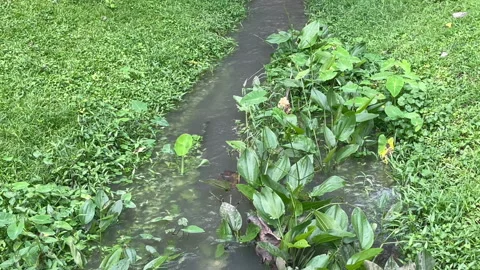 After rain overflowing natural resource of water10 Stock Footage 321750341