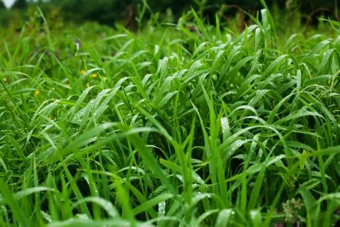 After the rain Stock Photos